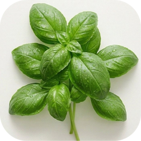 Basil